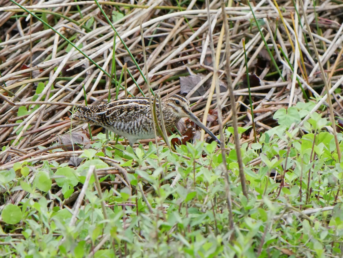 Wilson's Snipe - ML616434462