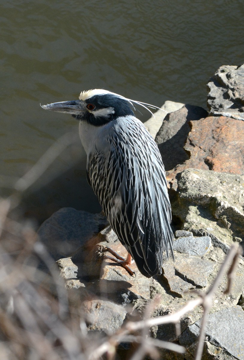 Yellow-crowned Night Heron - Megan Johnson