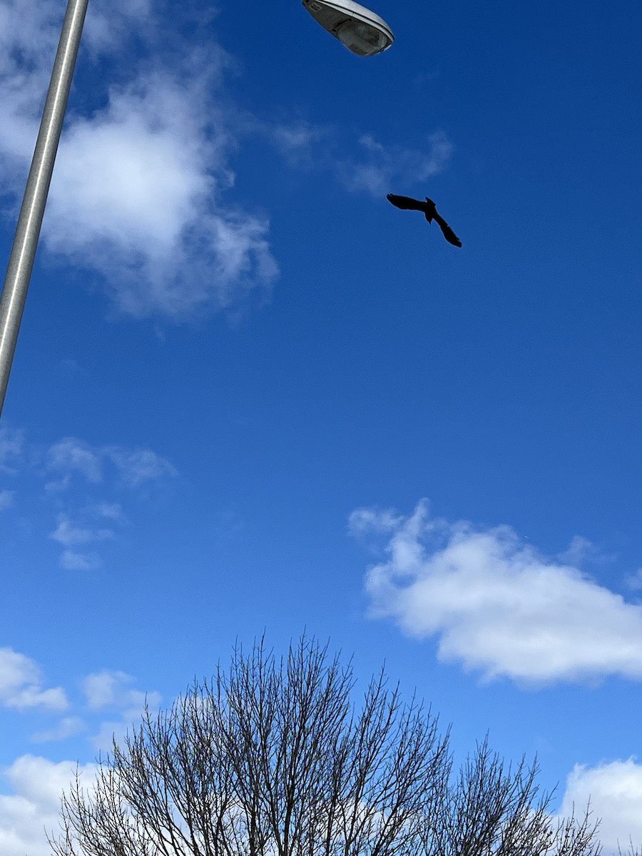 American Crow - ML616434552