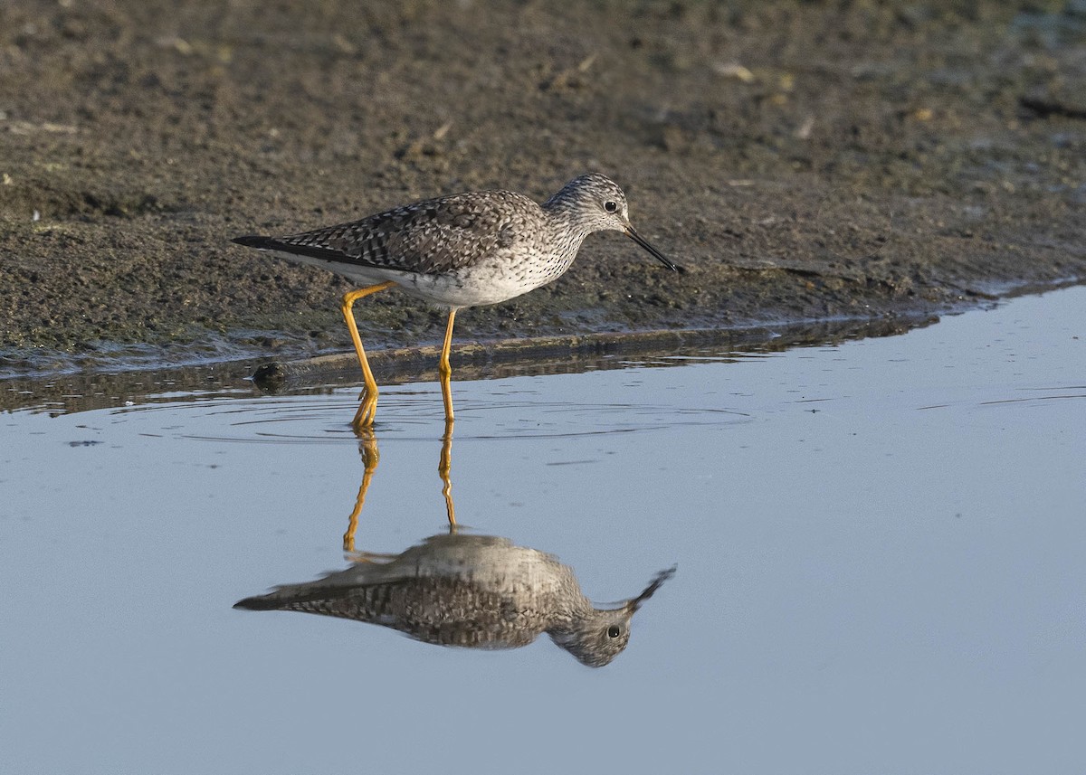 Lesser Yellowlegs - ML616434565