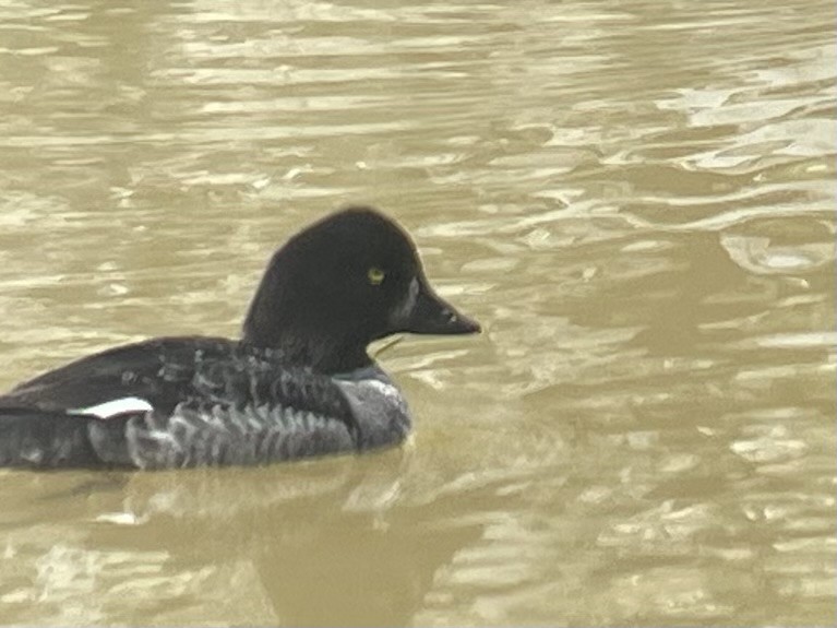 Barrow's Goldeneye - ML616434571