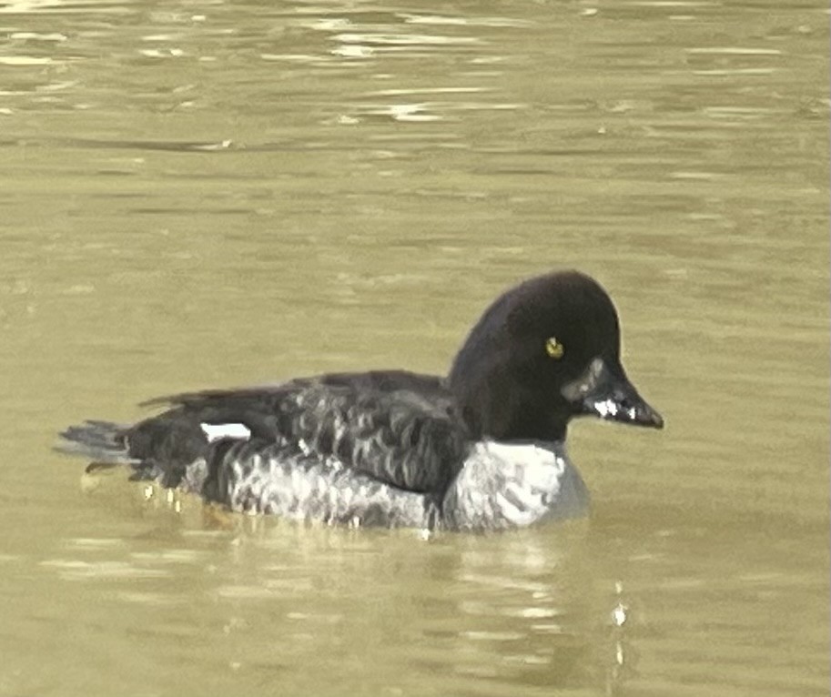 Barrow's Goldeneye - ML616434573