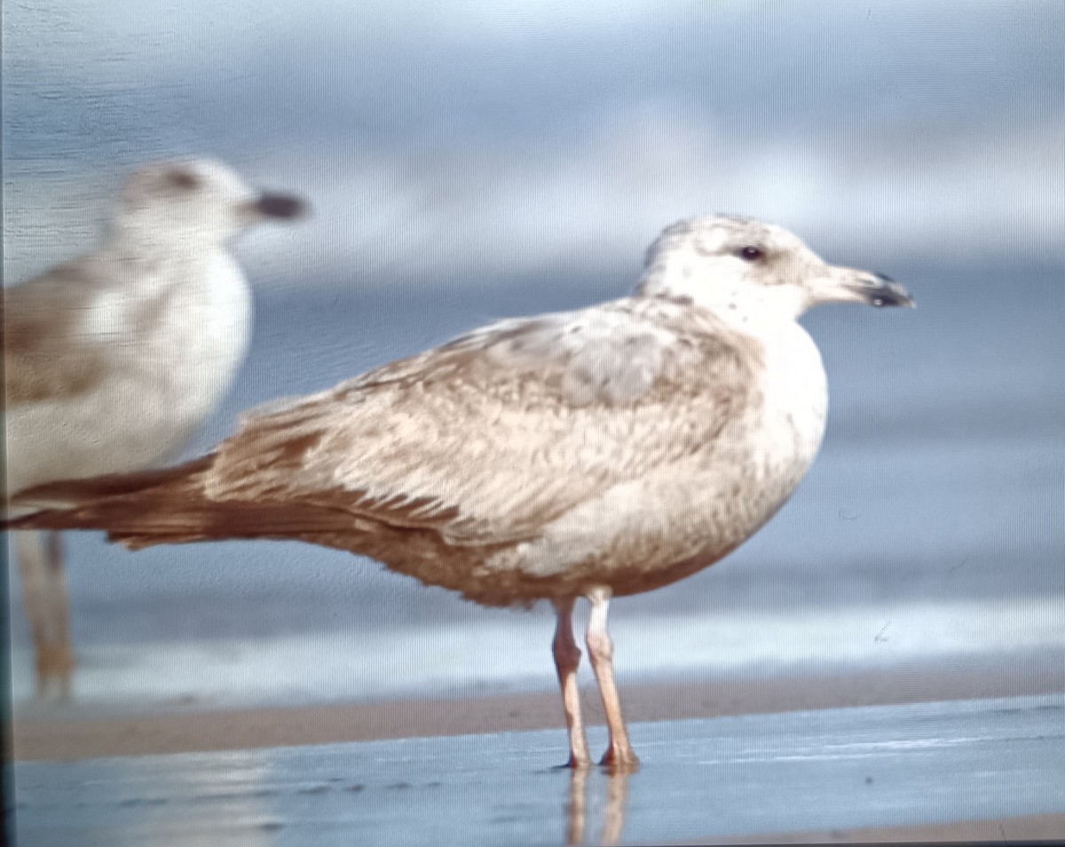 American Herring Gull - Sergio Hoces lucena