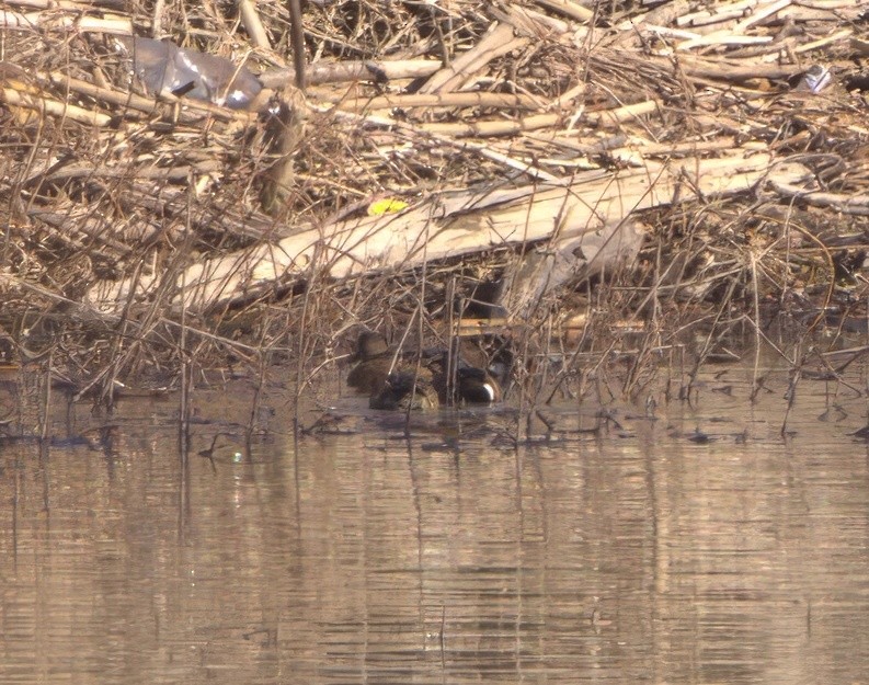 Blue-winged Teal - ML616434599