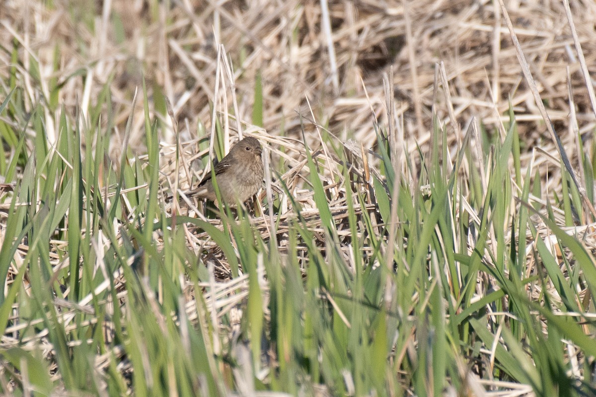 Common Rosefinch - ML616434608