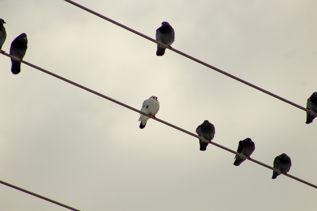 Rock Pigeon (Feral Pigeon) - ML616434611