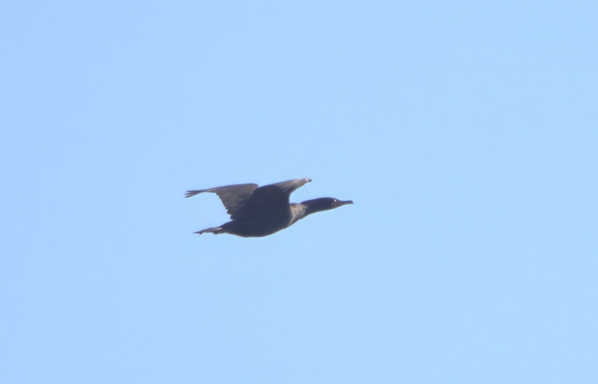 Double-crested Cormorant - ML616434619