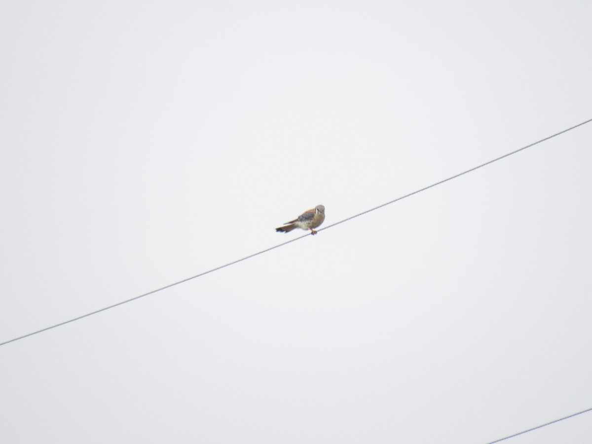 American Kestrel - Aaron Pietsch