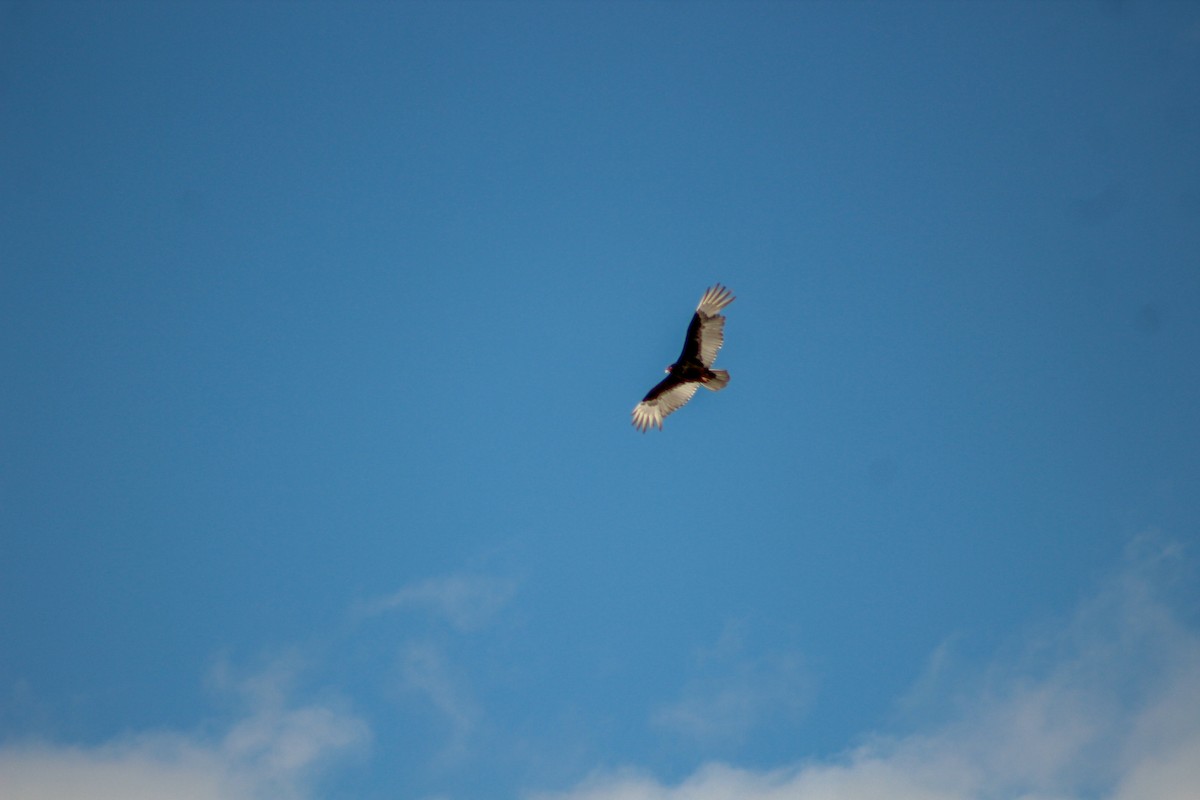 Turkey Vulture - ML616434625