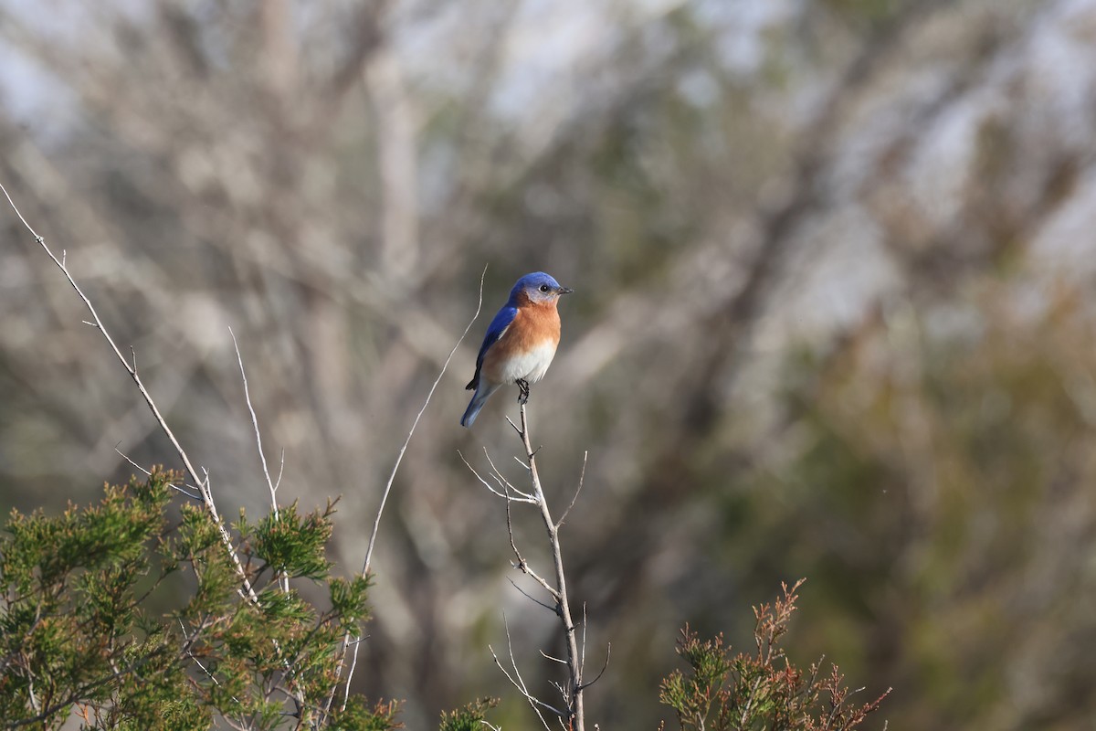 Eastern Bluebird - ML616434632