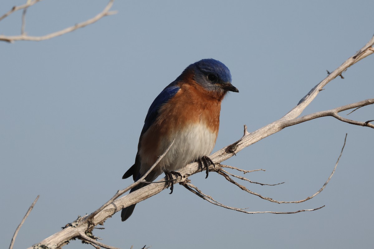 Eastern Bluebird - ML616434648