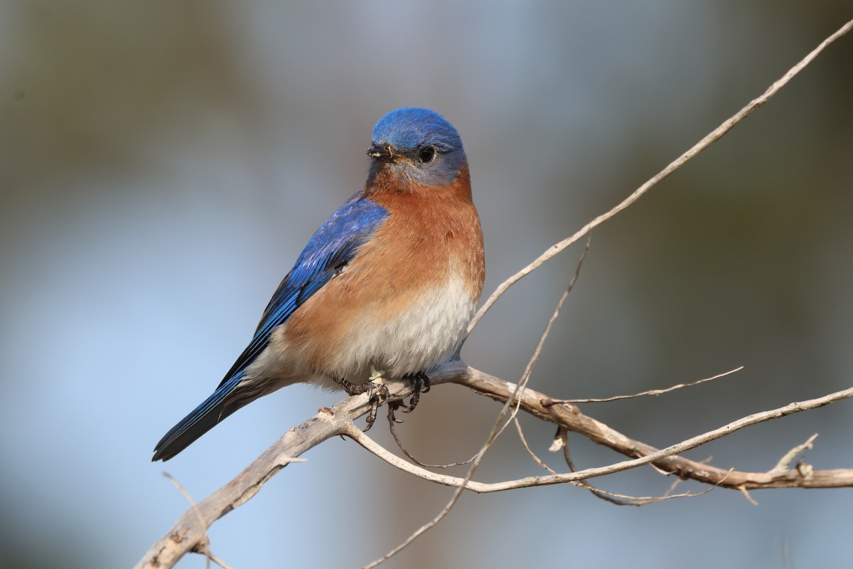 Eastern Bluebird - ML616434652