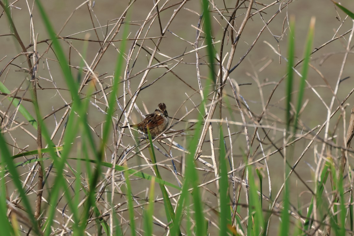 Swamp Sparrow - ML616434679