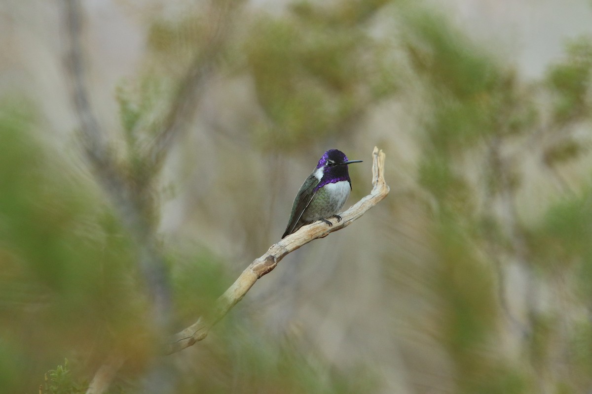 Costa's Hummingbird - Bence Kokay