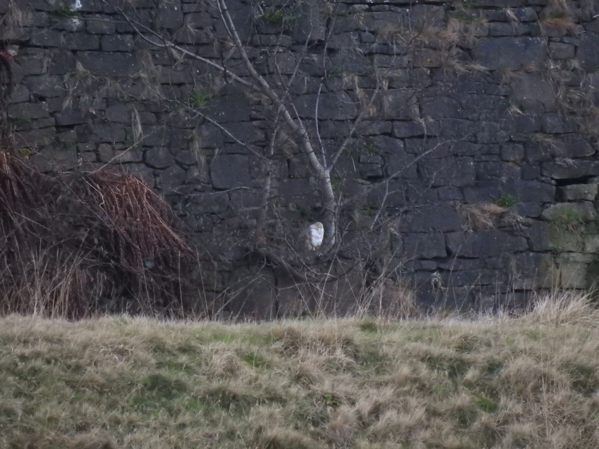 Barn Owl (Eurasian) - Stephen Bailey