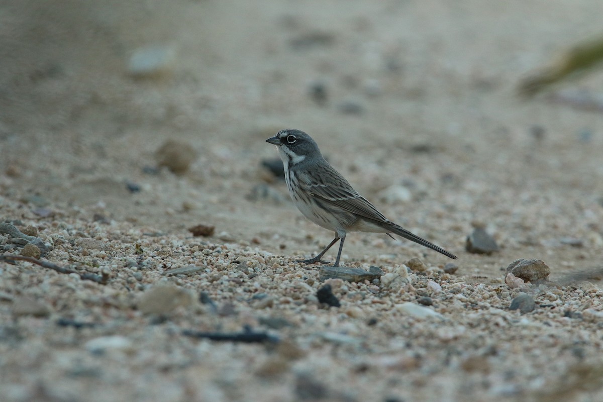 Bell's Sparrow - Bence Kokay