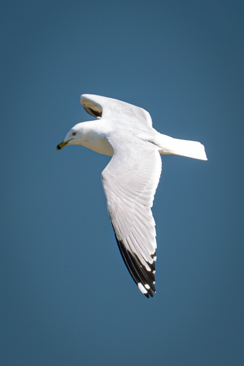 Ring-billed Gull - ML616434873