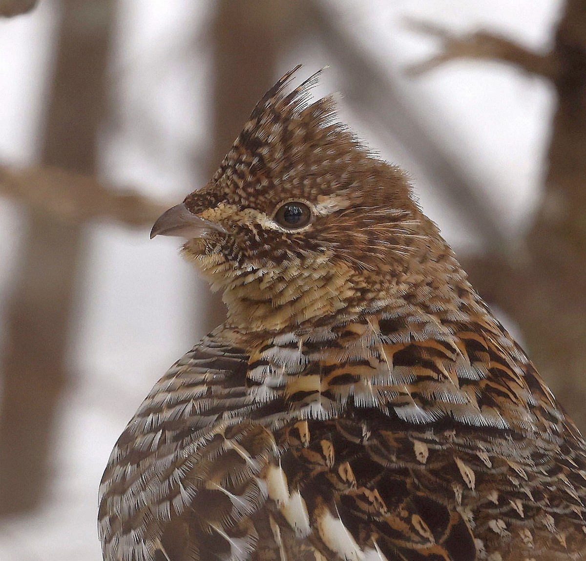 Ruffed Grouse - Charles Fitzpatrick