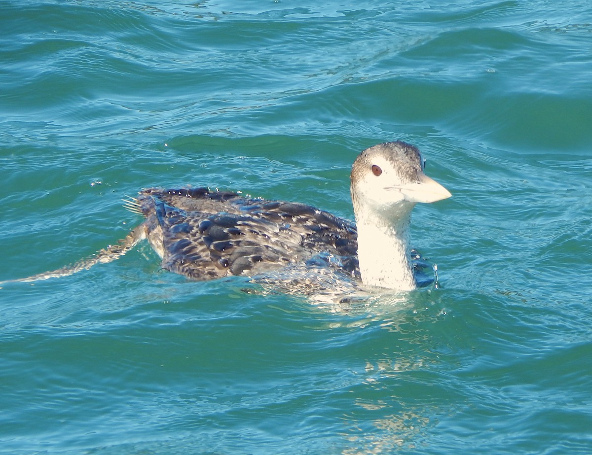 Yellow-billed Loon - ML616434951