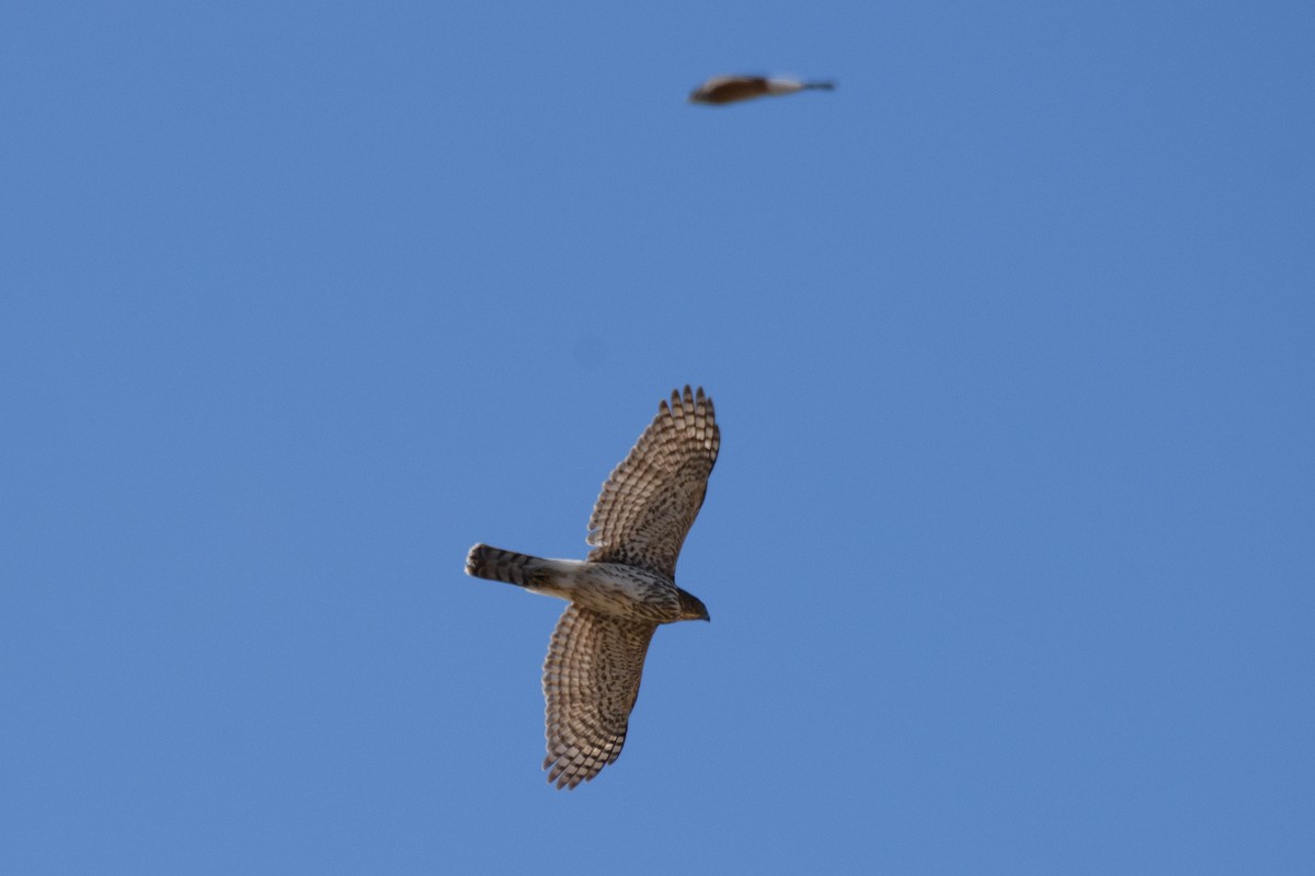 Cooper's Hawk - ML616434955