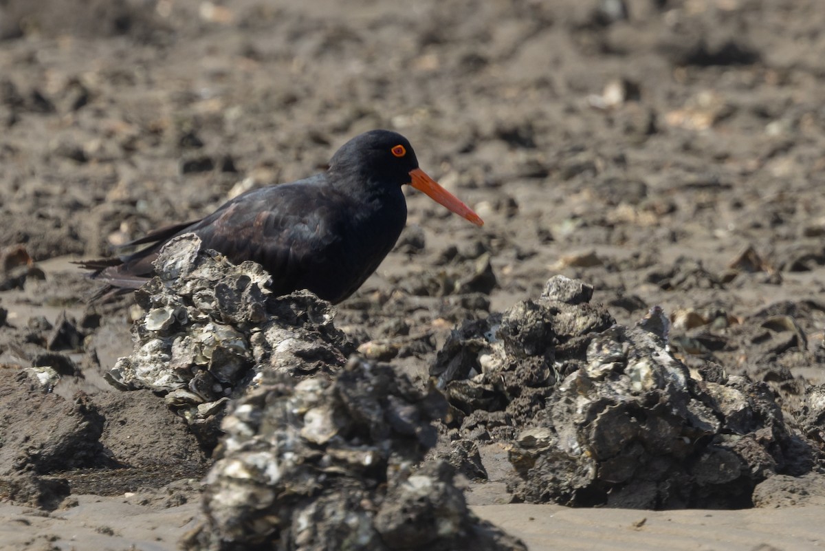 Sooty Oystercatcher - Dan Ellison