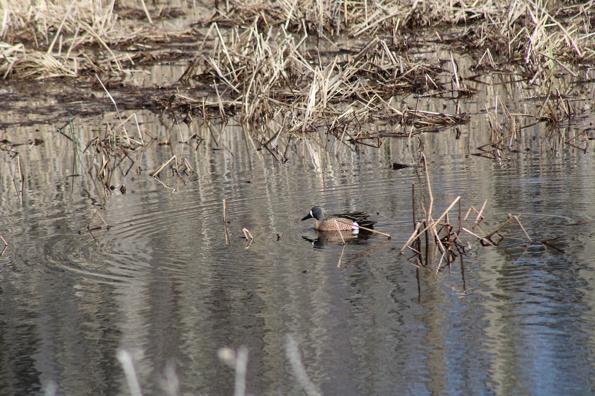 Blue-winged Teal - ML616435033