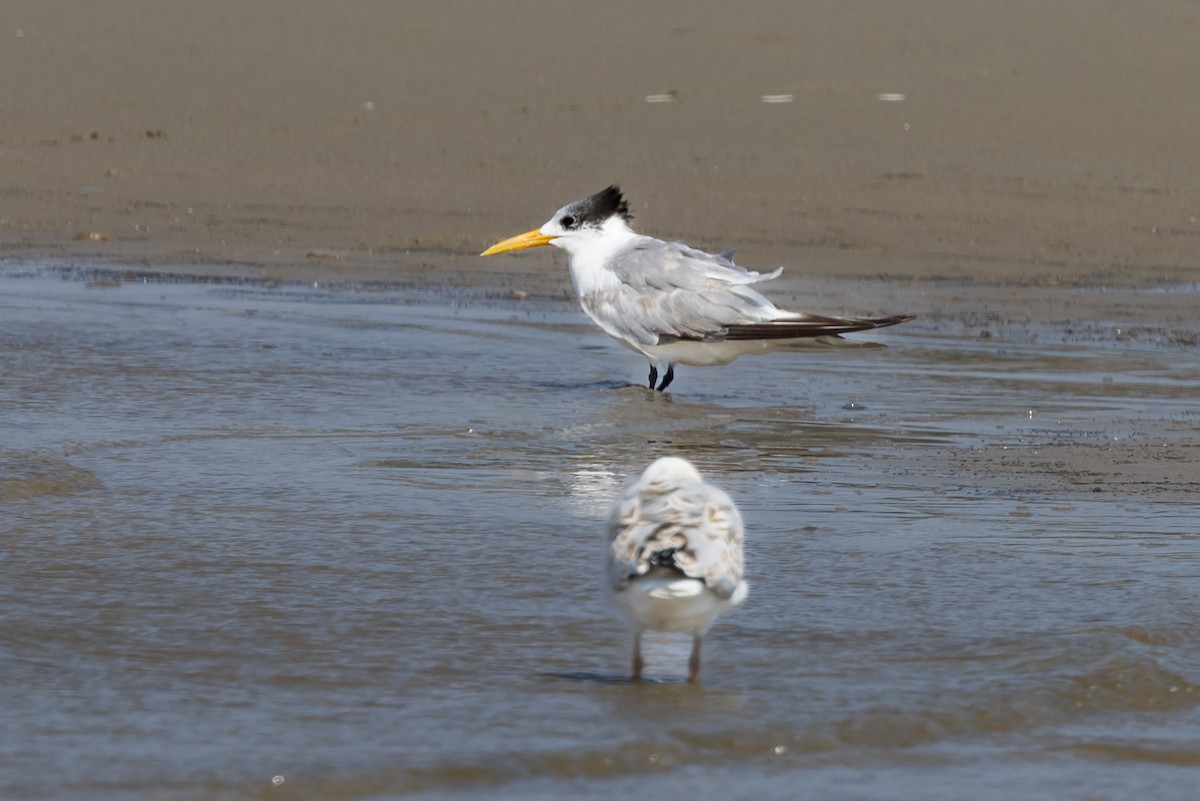 Great Crested Tern - ML616435049