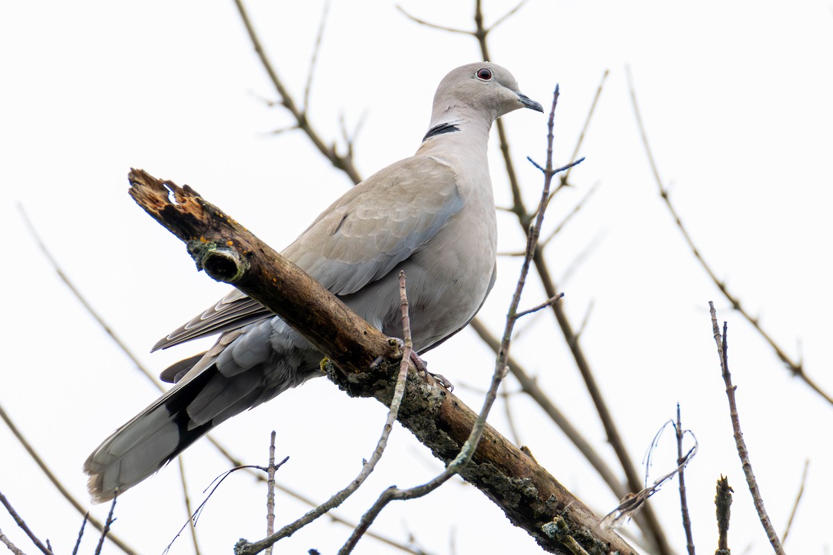 Eurasian Collared-Dove - ML616435137