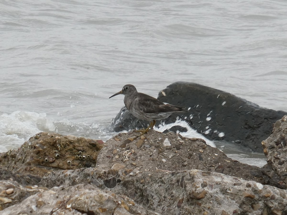 Purple Sandpiper - ML616435139