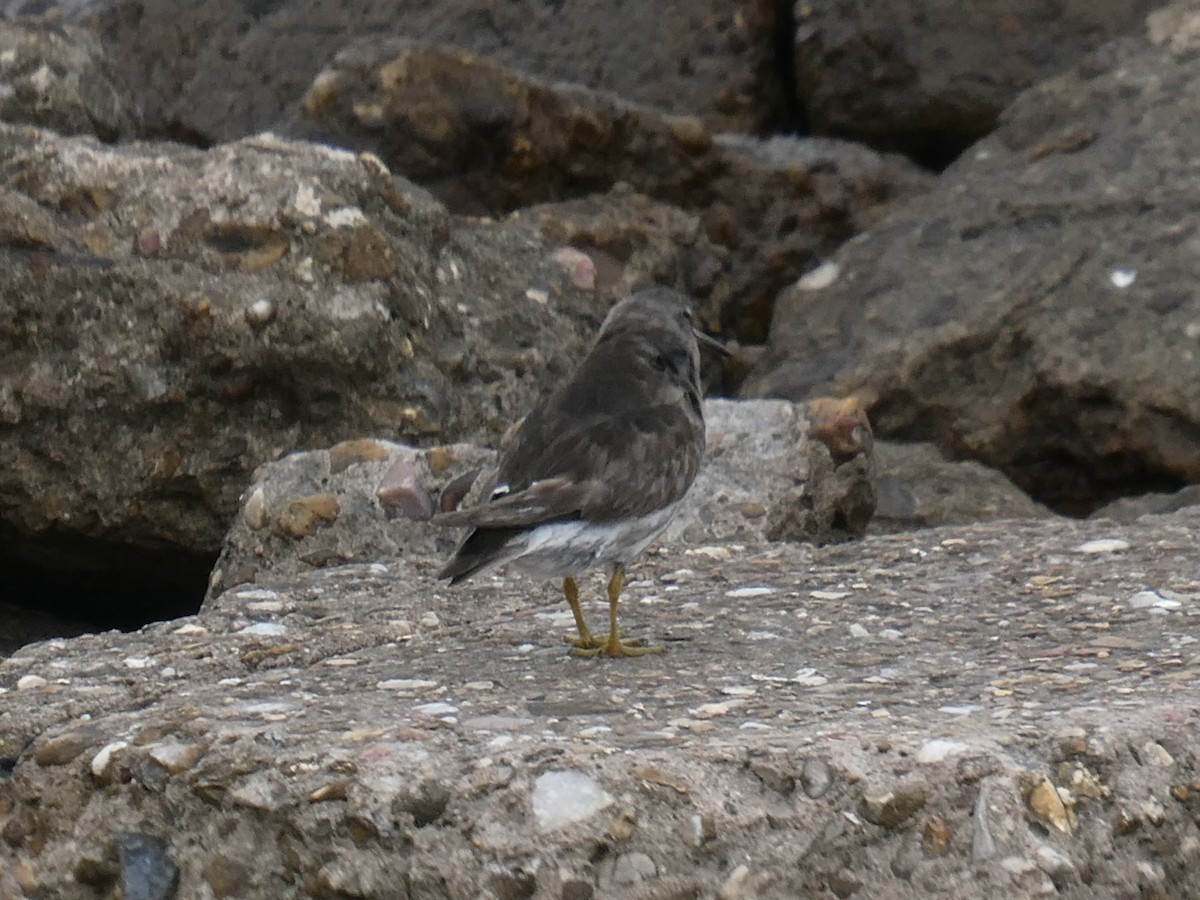 Purple Sandpiper - ML616435140