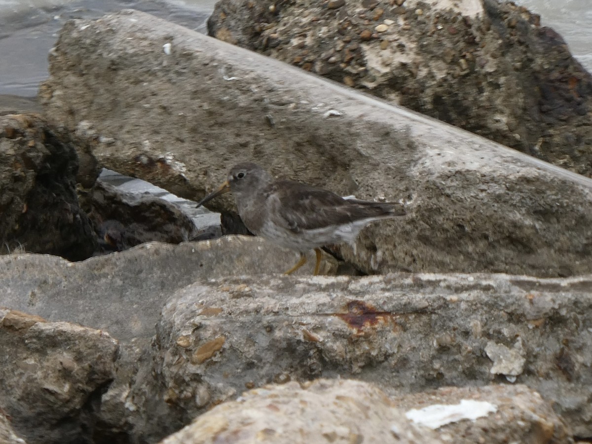 Purple Sandpiper - John Faber