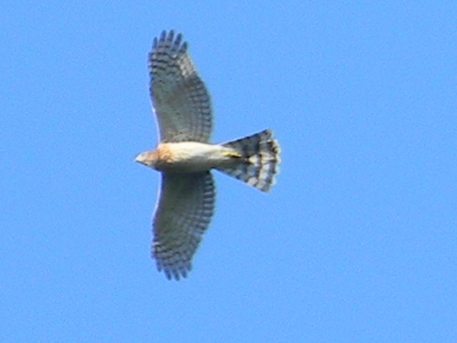 Cooper's Hawk - Aaron Pietsch