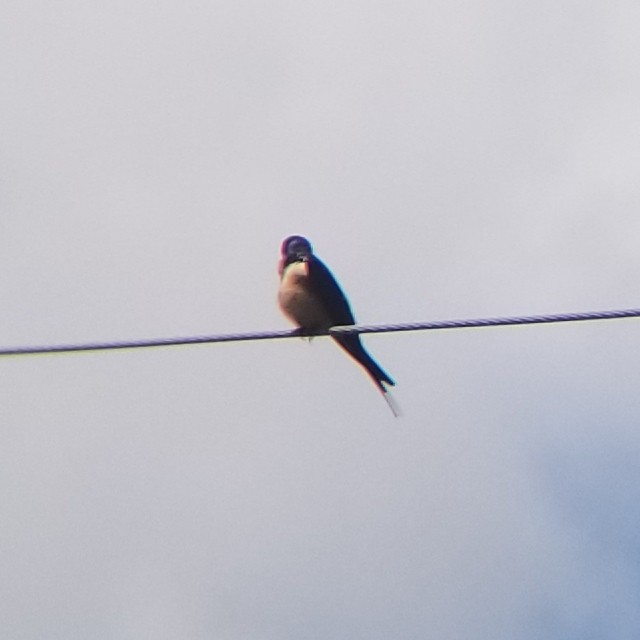 Barn Swallow - Aric Gjervold