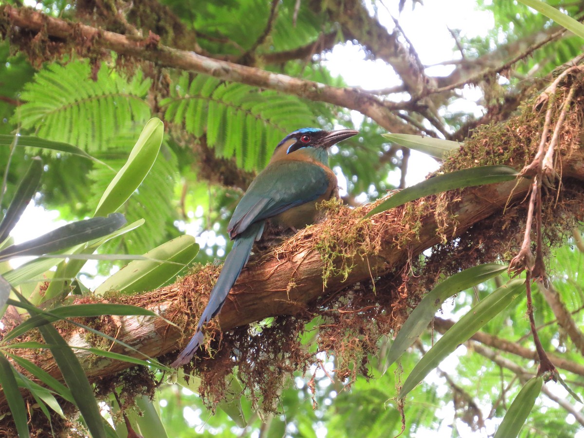 Lesson's Motmot - Tom Mickel