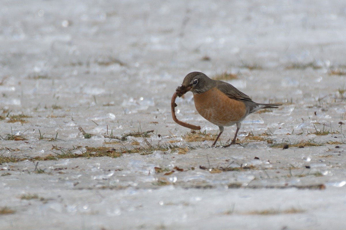 American Robin - ML616435214