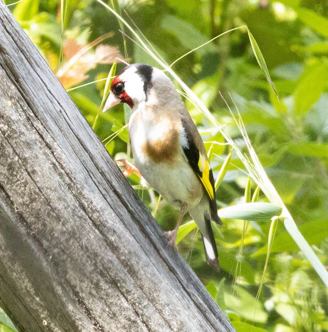 European Goldfinch - ML616435239