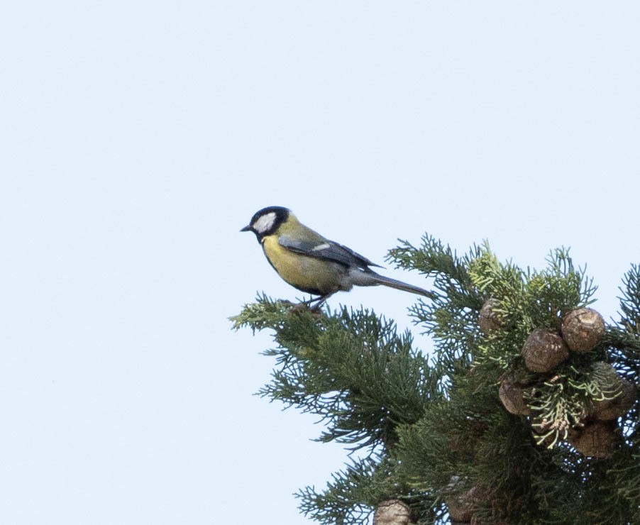 Great Tit - ML616435246