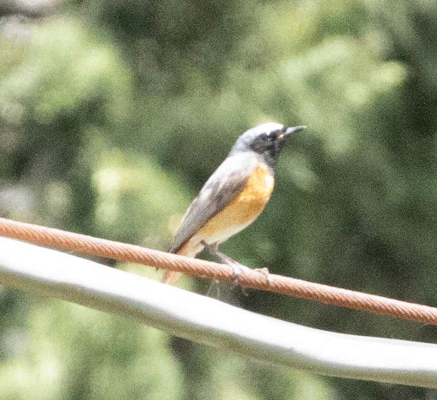 Common Redstart - ML616435276