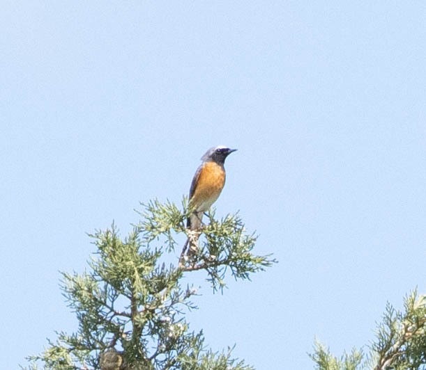 Common Redstart - ML616435283