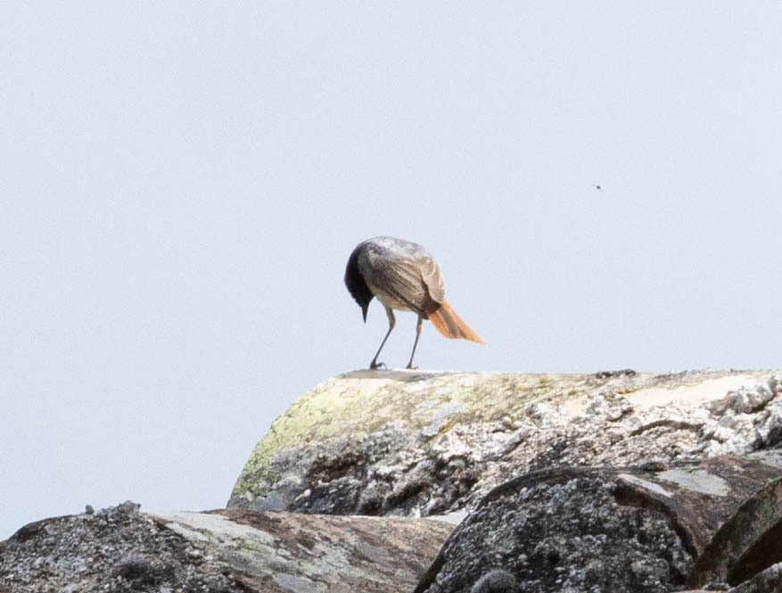 Common Redstart - ML616435292