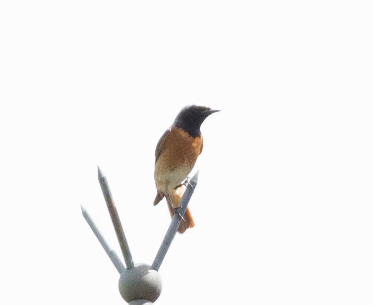 Common Redstart - ML616435298