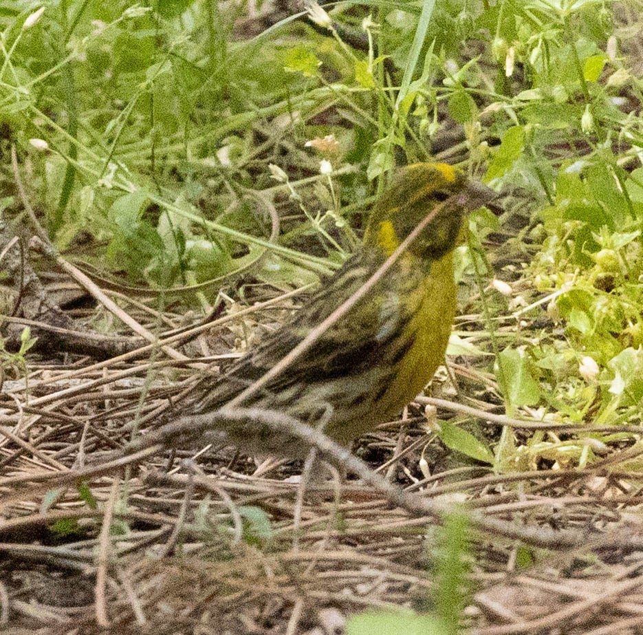 European Serin - ML616435302