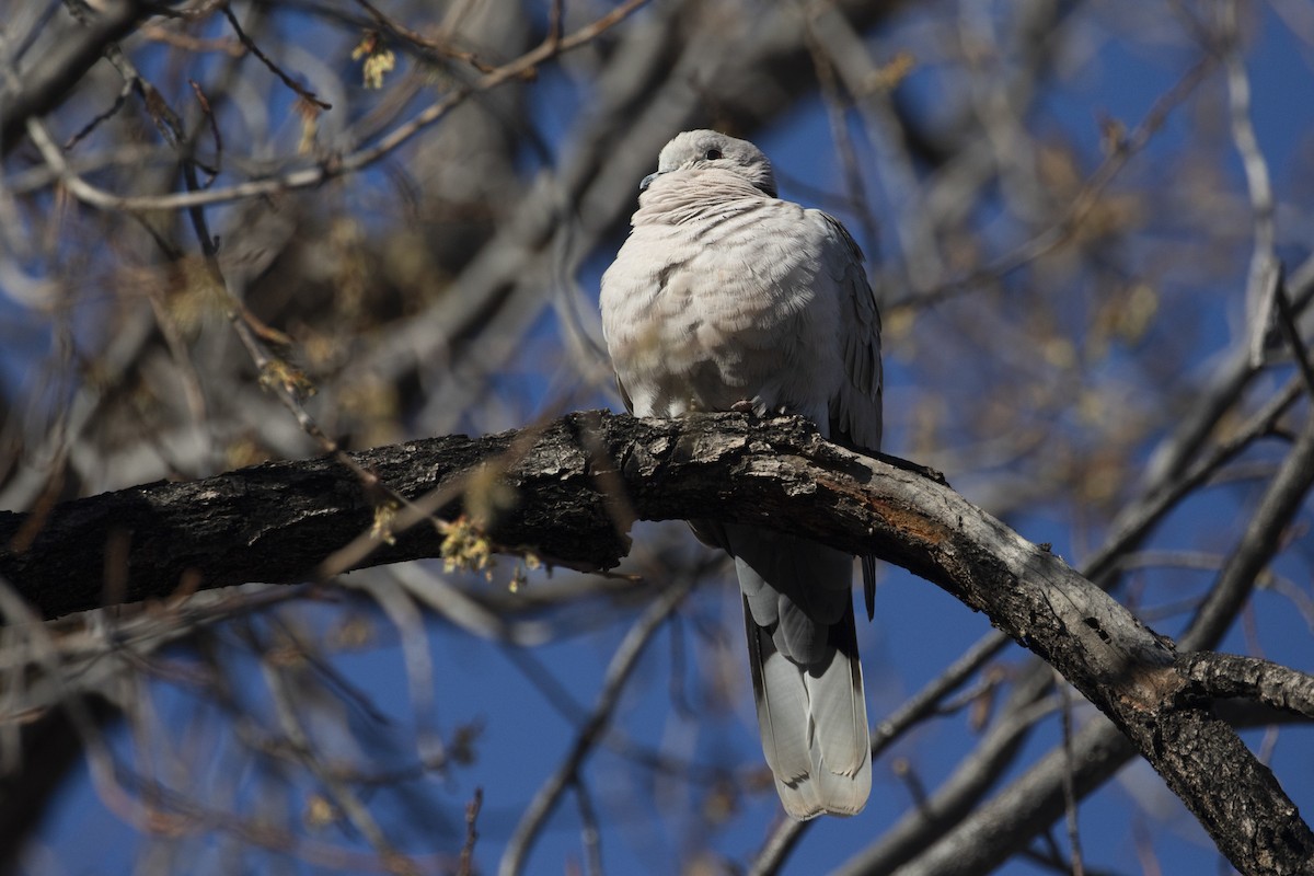 Eurasian Collared-Dove - ML616435386