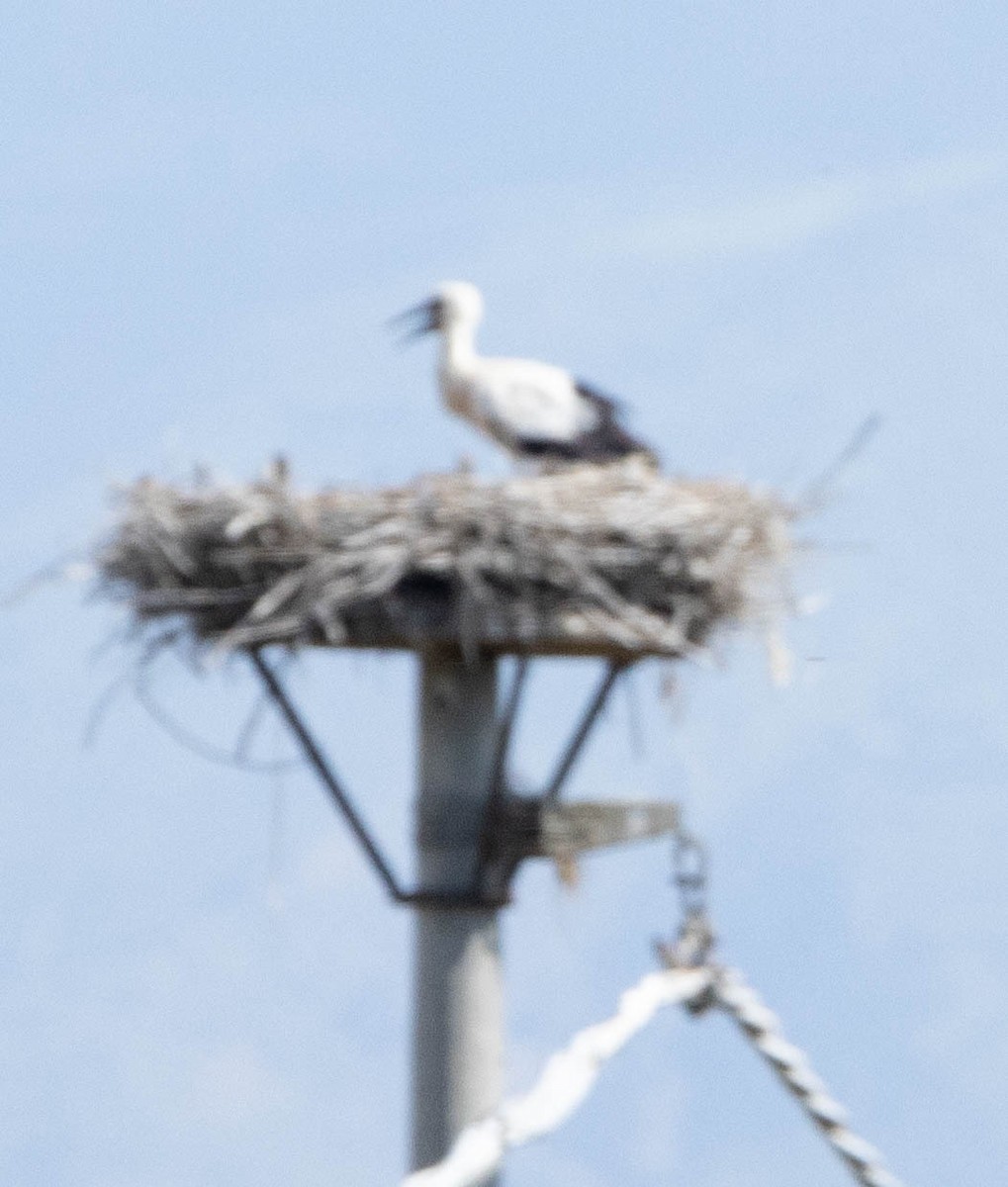 White Stork - ML616435454