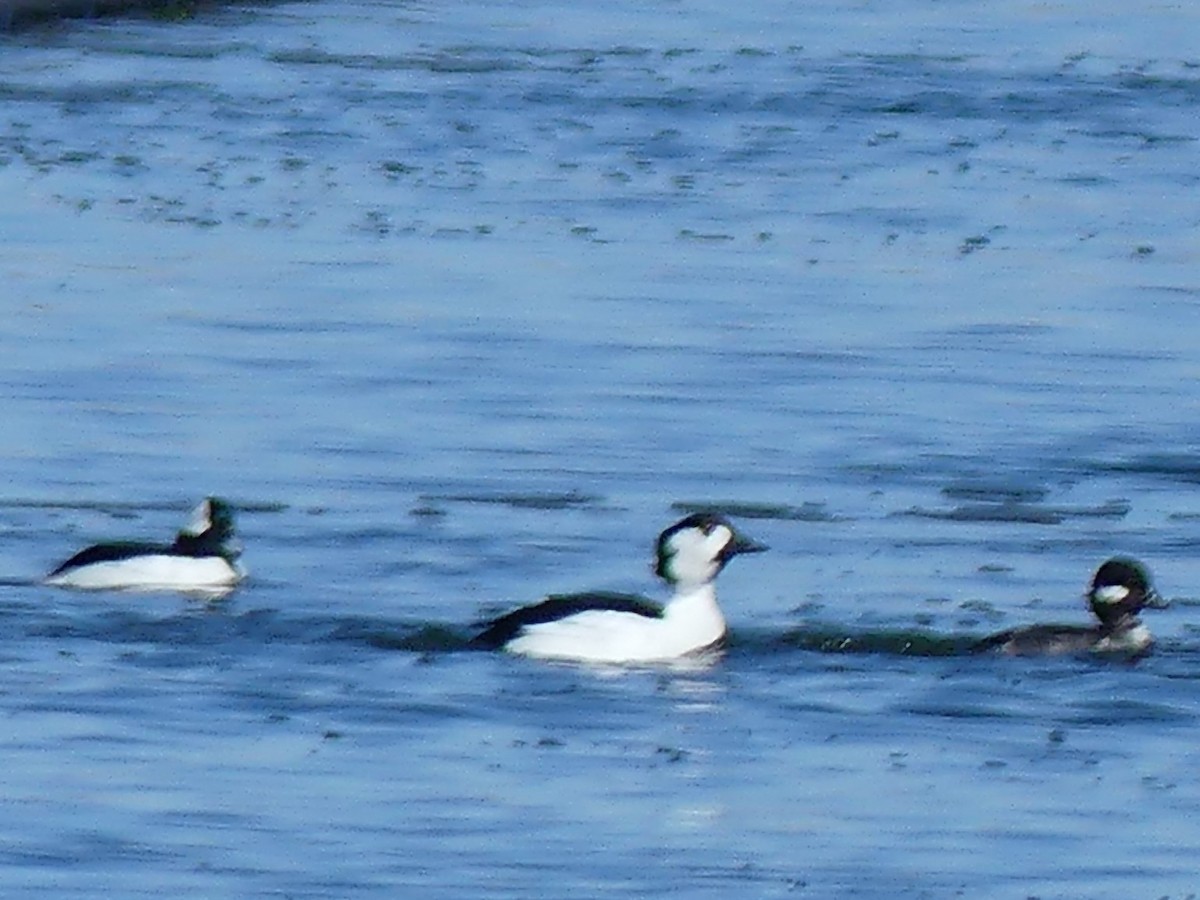 Bufflehead x Common Goldeneye (hybrid) - ML616435459