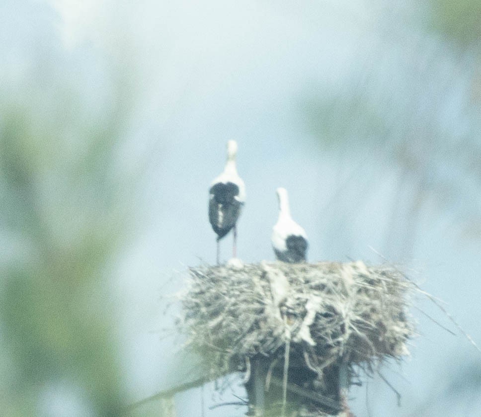 White Stork - ML616435461