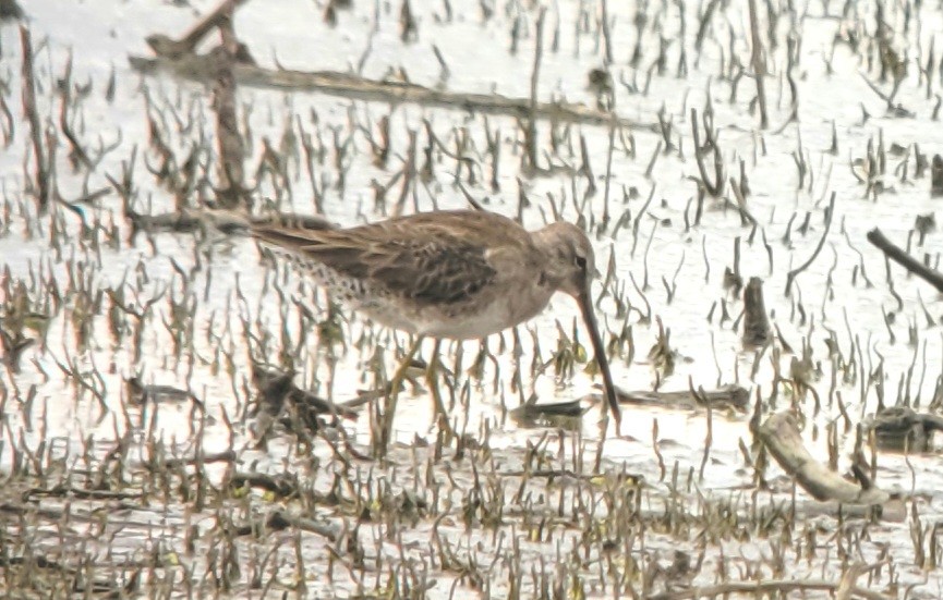 Long-billed Dowitcher - ML616435465