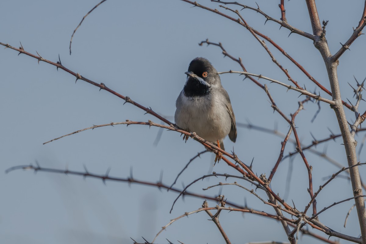 Rüppell's Warbler - ML616435507