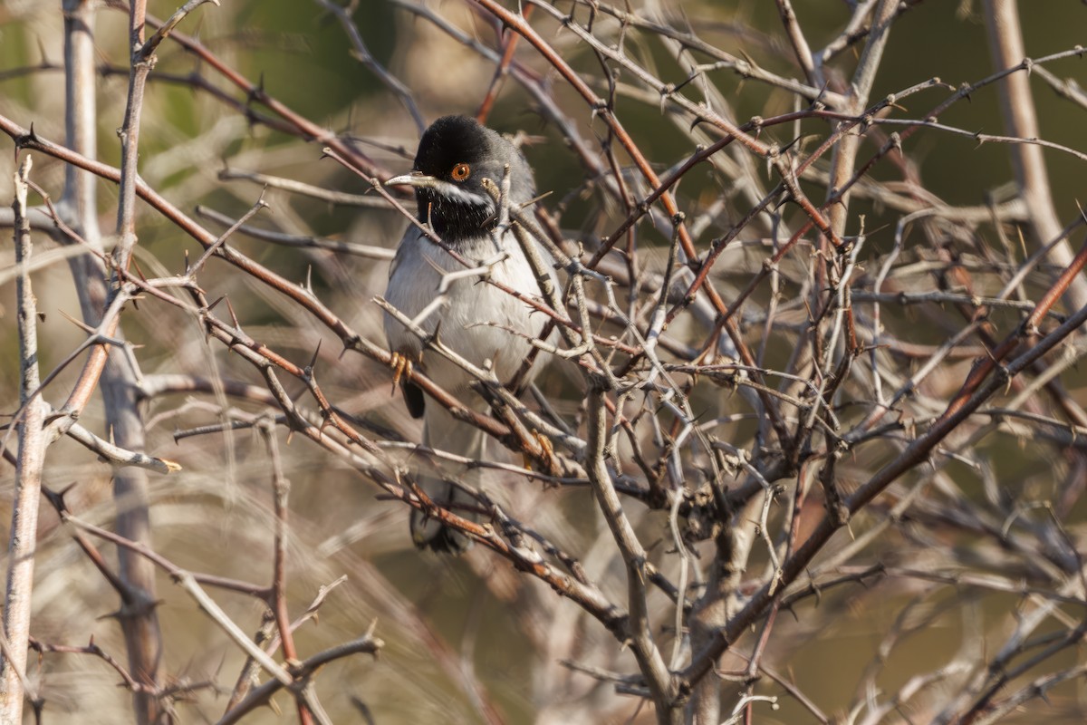 Rüppell's Warbler - ML616435509