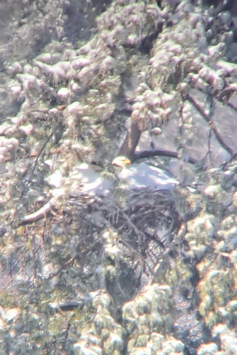 Bald Eagle - ML616435526